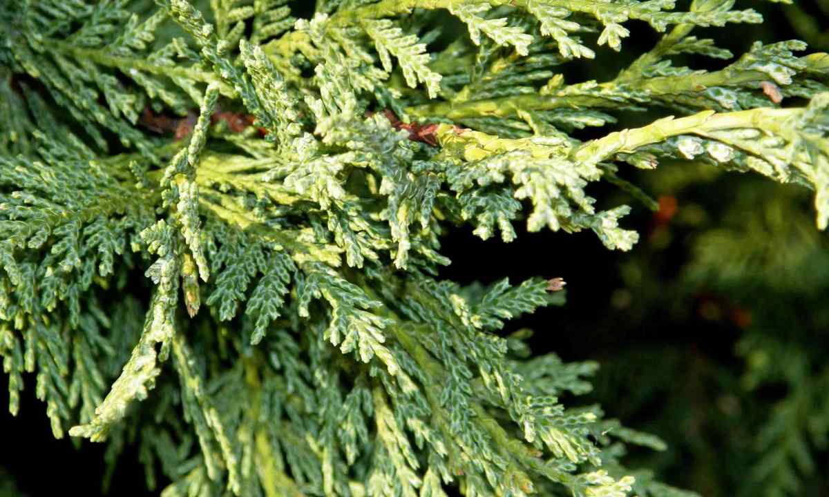 How to grow up cedar from nutlets